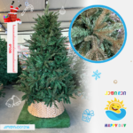 ნაძვის ხე 001216