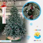 ნაძვის ხე 310210